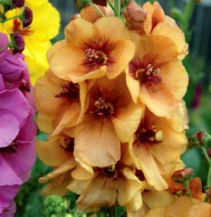 Verbascum Honey Dijon