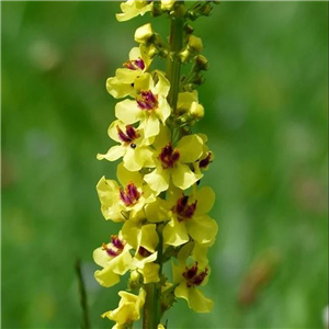 Verbascum nigrum