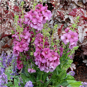 Verbascum Plum Smokey