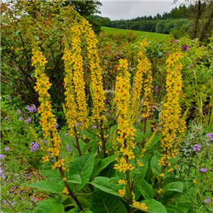 Verbascum Sixteen Candles