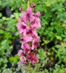 Verbascum Southern Charms