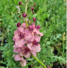 Verbascum Southern Charms