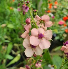 Verbascum Southern Charms