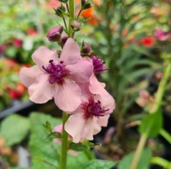 Verbascum Southern Charms