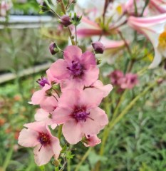 Verbascum Southern Charms