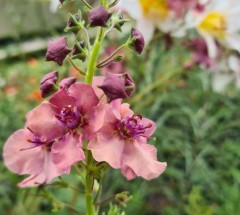 Verbascum Southern Charms