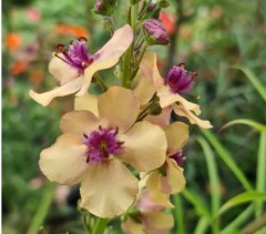 Verbascum Southern Charms