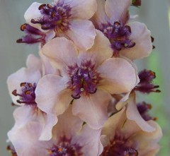 Verbascum Southern Charms