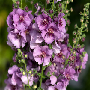 Verbascum Sugar Plum