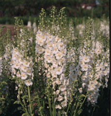 Verbascum phoenicum Temptress White