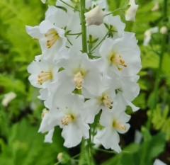 Verbascum phoenicum Temptress White