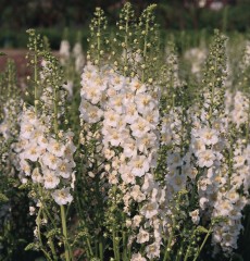 Verbascum phoenicum Temptress White