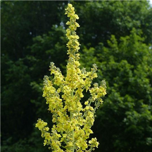 Verbascum thapsus