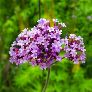 Verbena bonariensis Buenos Aires