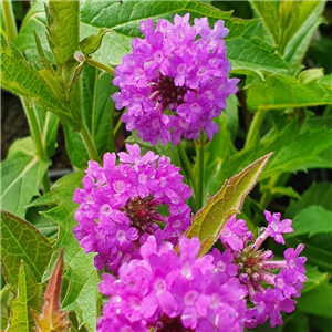 Verbena rigida Santos Purple