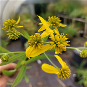 Verbesina alternifolia Goldstrahl