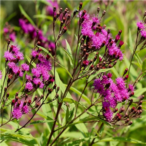 Vernonia lettermannii Iron Butterfly