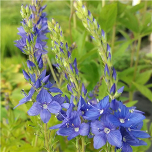 Veronica austriaca Crater Lake Blue