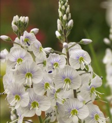 Veronica gentianoides Variegata