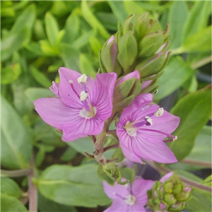 Veronica prostrata Lilac Time