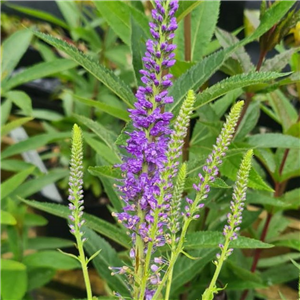 Veronica longifolia