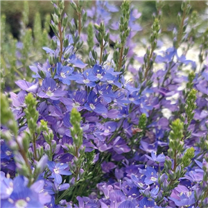 Veronica prostrata