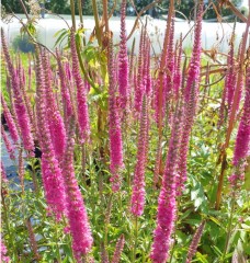 Veronica spicata Red fox