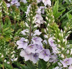 Veronica prostrata Spode Blue