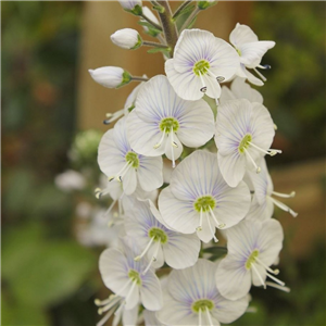 Veronica gentianoides Tissington White