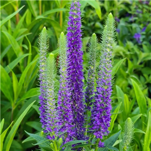 Veronica Ulsters Blue Dwarf