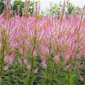 Veronicastrum virginicum Adoration