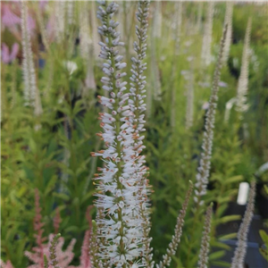 Veronicastrum virginicum Diane