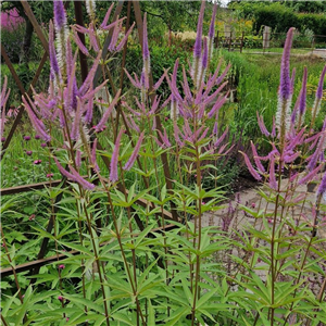 Veronicastrum virginicum Pink Glow