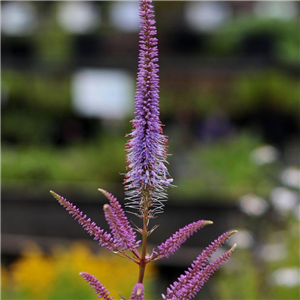 Veronicastrum virginicum Red Arrows