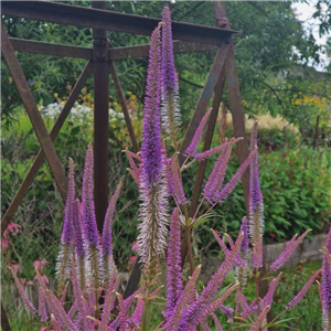 Veronicastrum virginicum Temptation