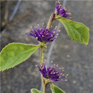 Veronicastrum villosum BSWJ4543