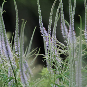 Veronicastrum virginicum