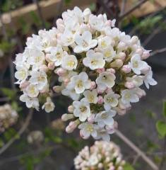 Viburnum burkwoodii Anne Russel