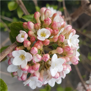 Viburnum burkwoodii Anne Russel