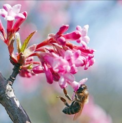 Viburnum bodnantense Dawn