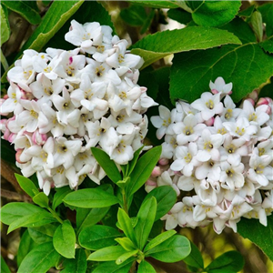 Viburnum carlcephalum