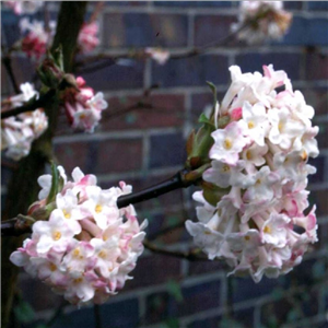 Viburnum bodnantense Charles Lamont