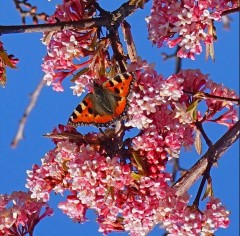 Viburnum bodnantense Charles Lamont