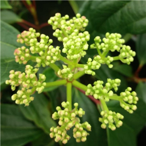 Viburnum cinnamomifolium