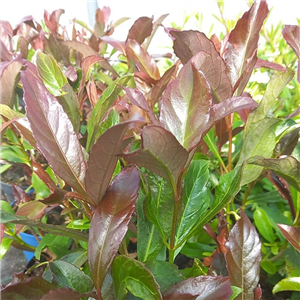 Viburnum odoratissimum Coppertop