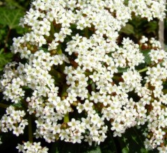 Viburnum davidii