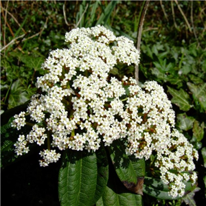 Viburnum davidii