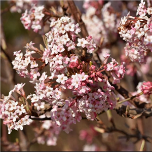 Viburnum farreri