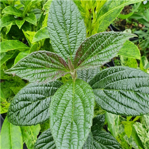 Viburnum hoanglienense