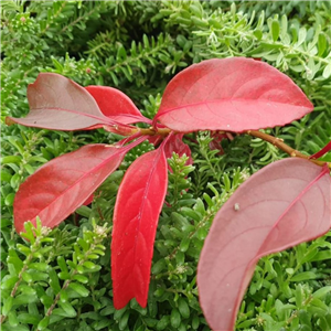 Viburnum Le Bois Marquis